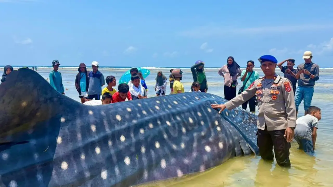 Hiu Paus Raksasa 9,17 Meter Mati Terdampar di Wakatobi, Evakuasi Terkendala Air Surut